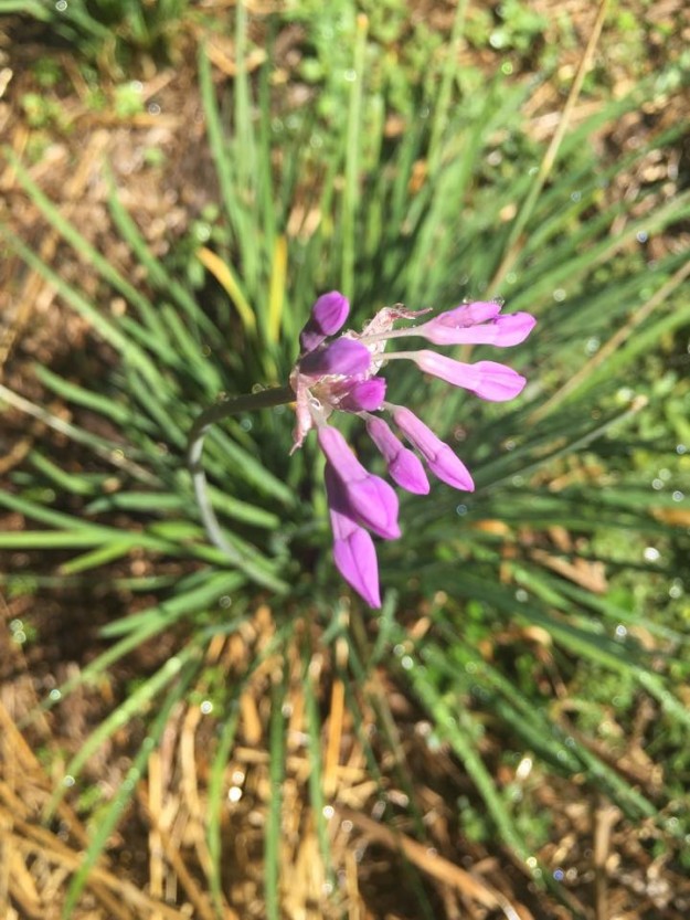 11179968_844949315593109_974391095684615514_n